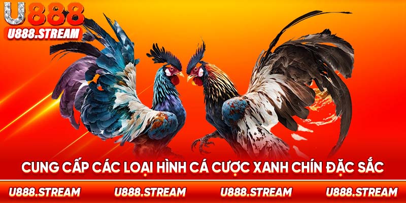 Đá gà Thomo U888 cung cấp nhiều hình cá cược đặc sắc