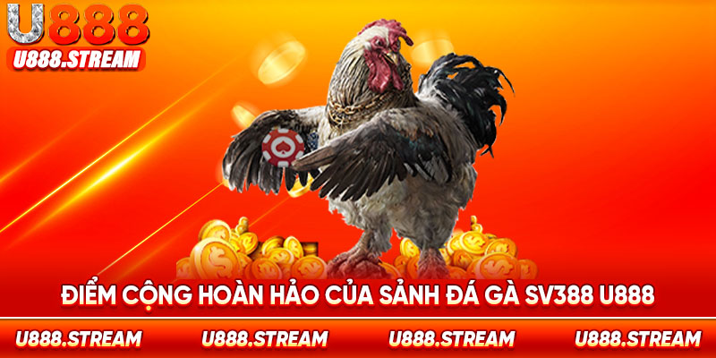 Sảnh cược đá gà SV388 tại U888 được đầu tư chuyên nghiệp