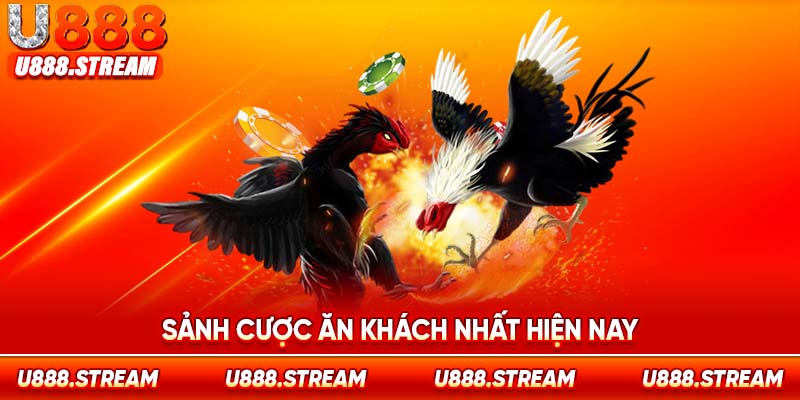 Đá gà Thomo – Sảnh cược ăn khách nhất tại nhà cái U888