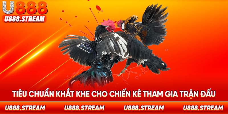 Chiến kê tham gia trận đấu trải qua nhiều vòng kiểm tra kỹ lưỡng