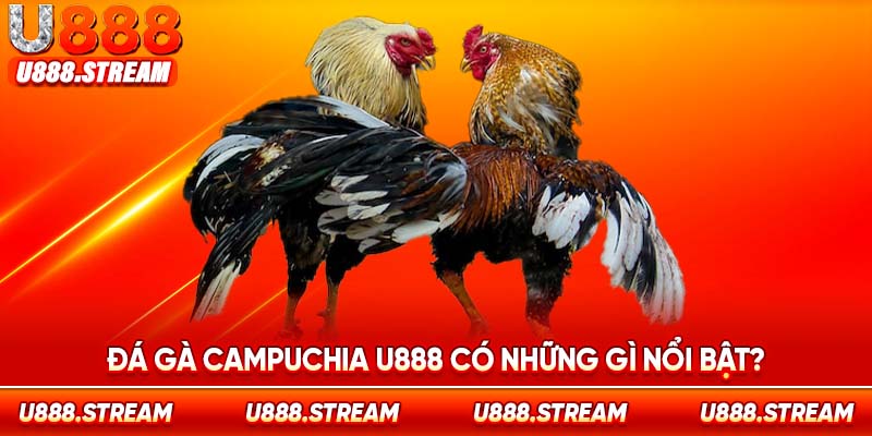 Đá gà Campuchia U888 hoạt động hợp pháp với giấy phép đầy đủ