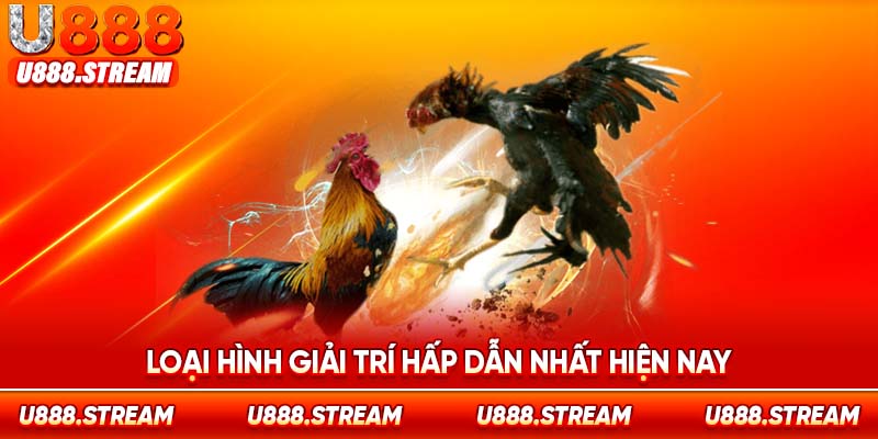 Đá gà tre U888 loại hình giải trí cá cược hấp dẫn nhất