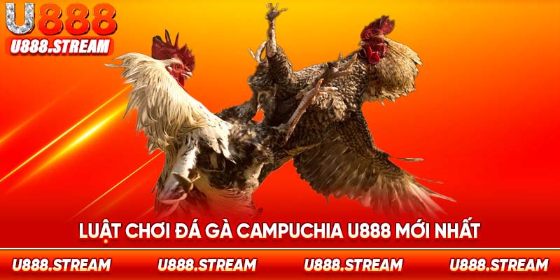 Luật chơi đá gà Campuchia U888 tuân thủ quy định quốc tế