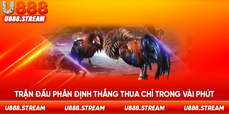 Các trận đá gà tre U888 chỉ diễn ra tối đa khoảng 20 phút